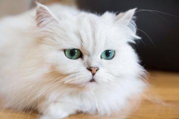 Cins Kedilere Acı Veren Hastalıklar