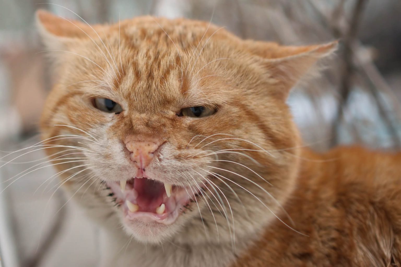 Hırçın, Agresif Kedi Eğitimi ️ Miyavliyo