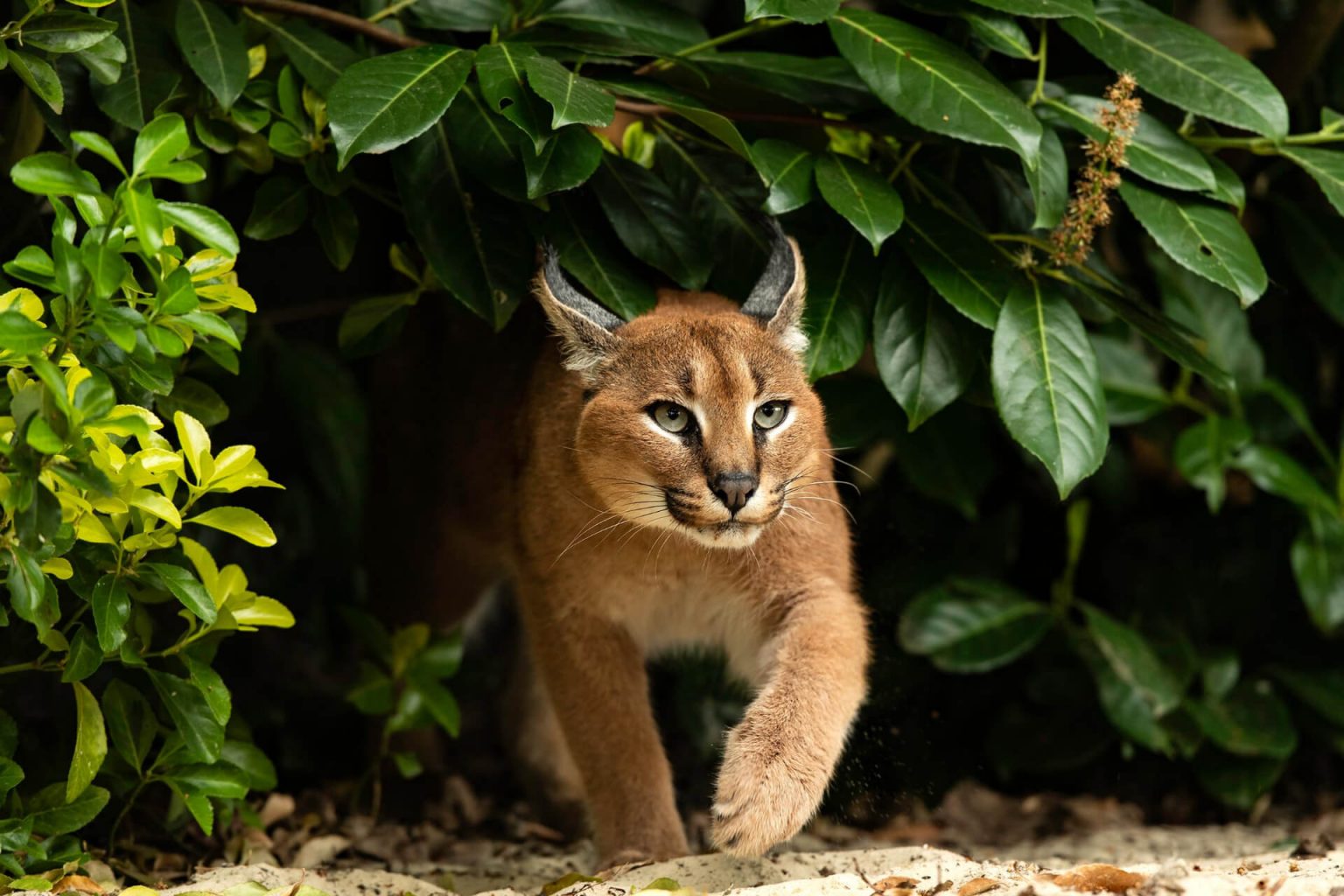 Vahşi Kediler (10 Yabani Kedi Türü) ️ Miyavliyo