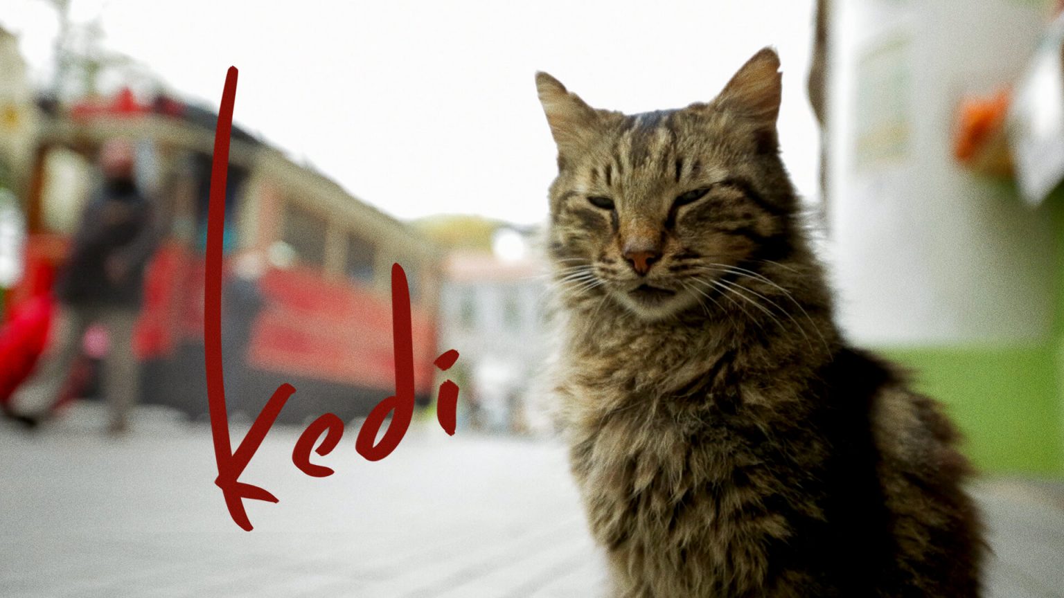 Kedilerle İlgili En İyi 10 Film Miyavliyo
