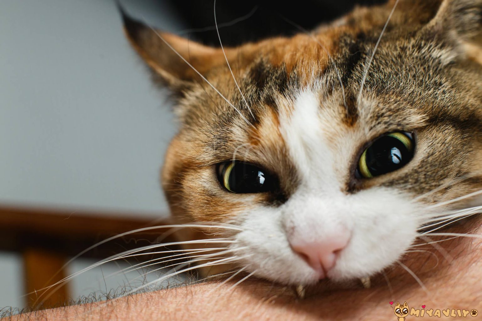 Kedim Isırıyor, Ne Yapmalıyım? ️ Miyavliyo