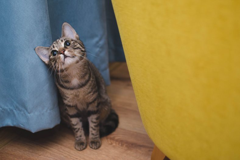 Kedimizi Eve Nasıl Alıştırırız? ️ Miyavliyo