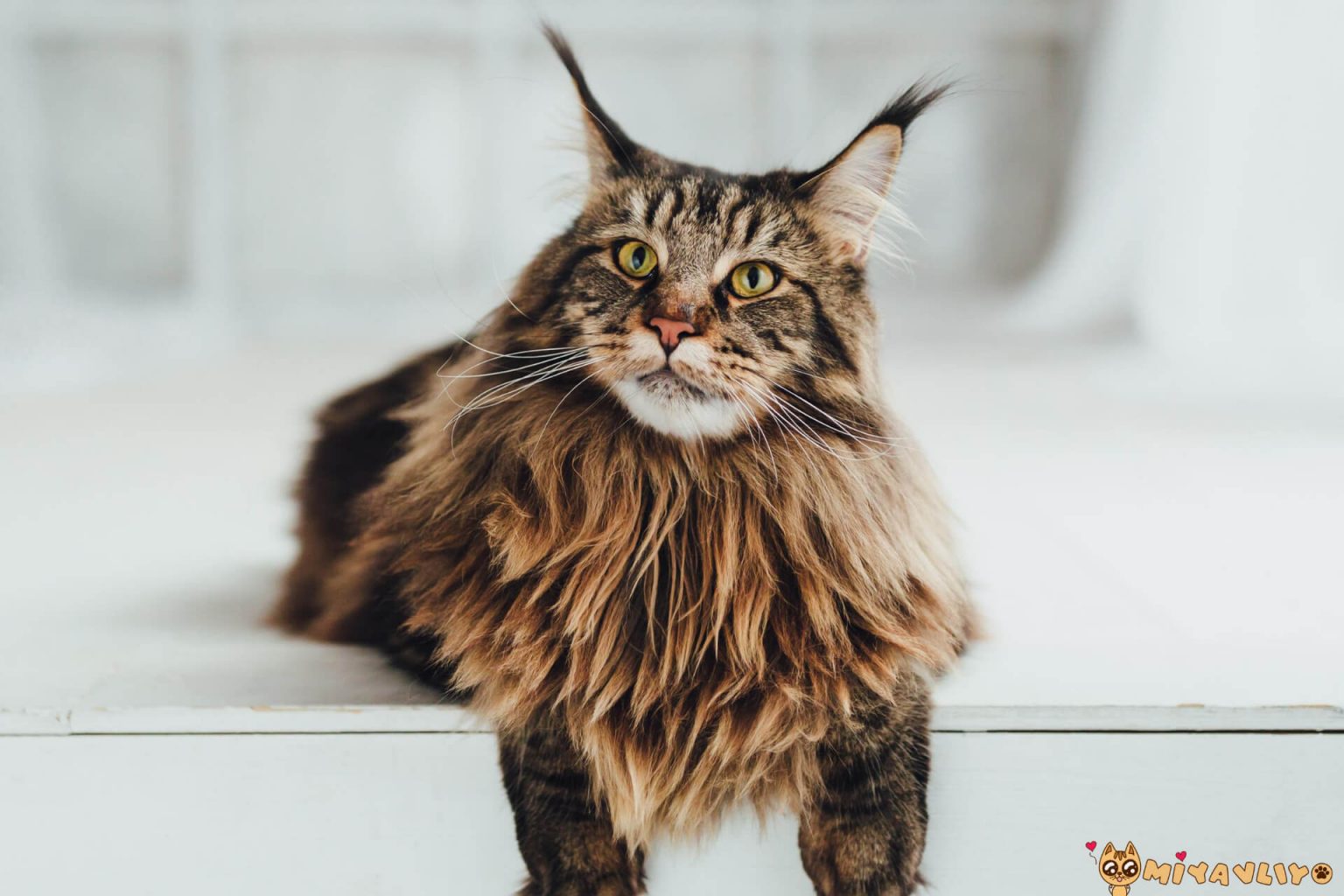 Cins Kedilere Acı Veren Hastalıklar ️ Miyavliyo