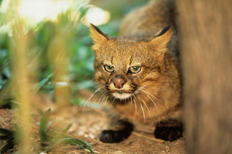 Vahşi Kediler (10 Yabani Kedi Türü) ️ Miyavliyo