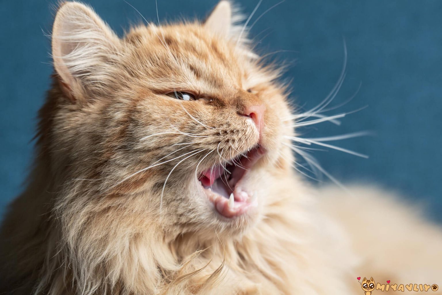 Tüy Dökmeyen 7 Kedi Cinsi ️ Miyavliyo