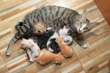 Kediler Kaç Yavru Doğurur?