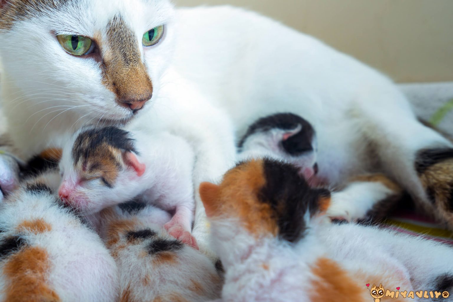 Kediler Kaç Yavru Doğurur? ️ Miyavliyo