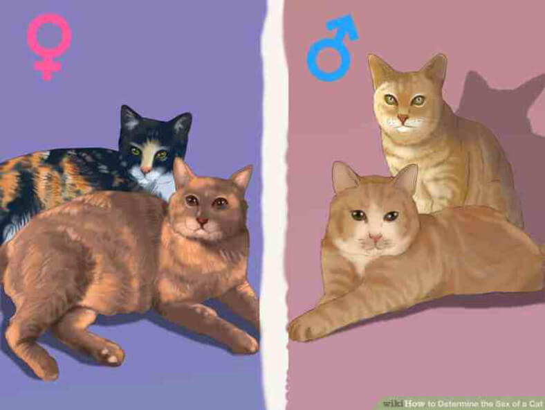 Kedilerin Fiziksel Özelliklerine Göre Cinsiyetini Anlamak