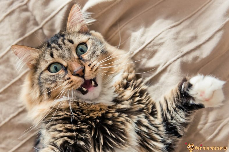 Dişi Kedilerde Kızgınlık Dönemi Ne Kadar Sürer?
