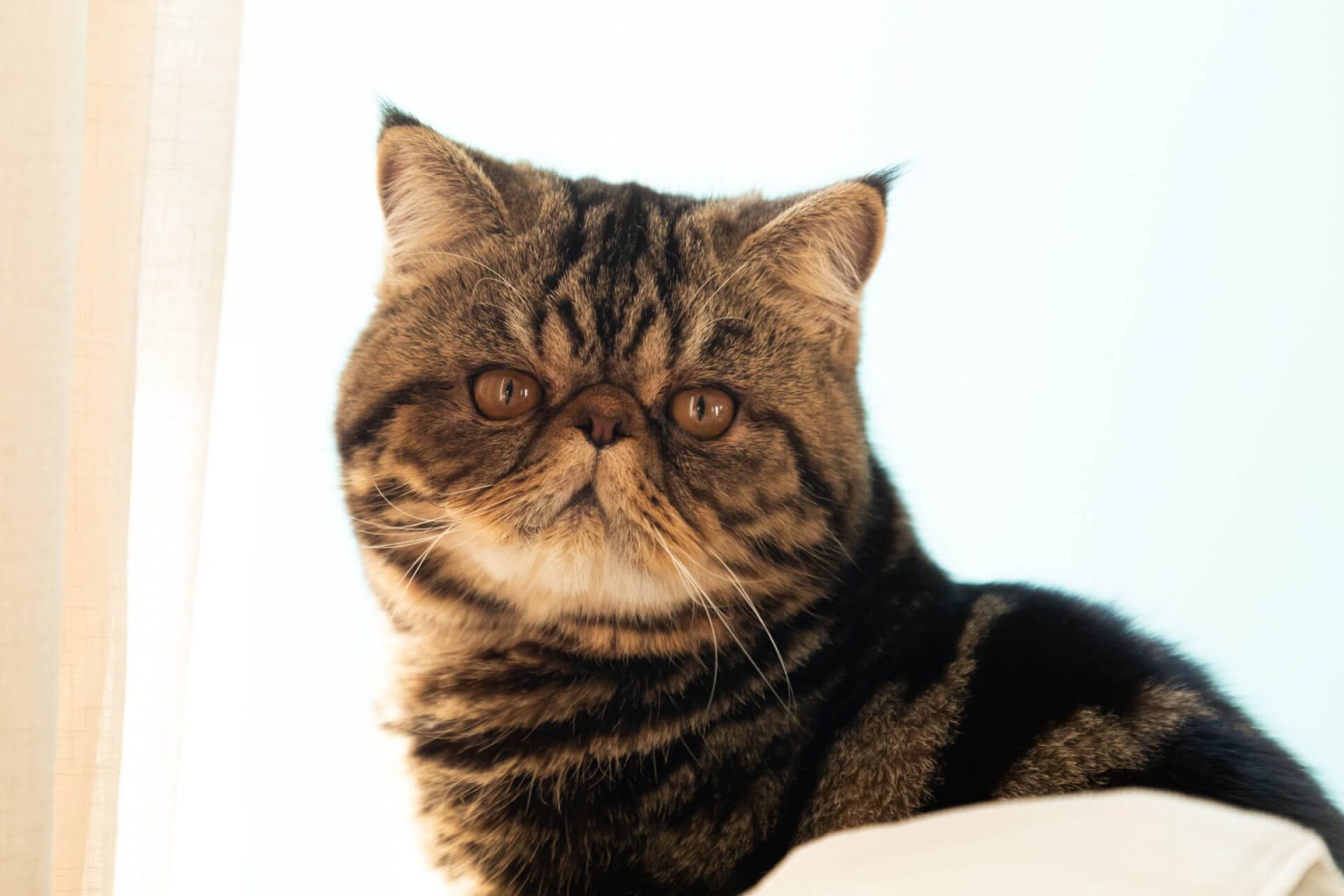 En Güzel Egzotik Kedi İsimleri ️ Miyavliyo