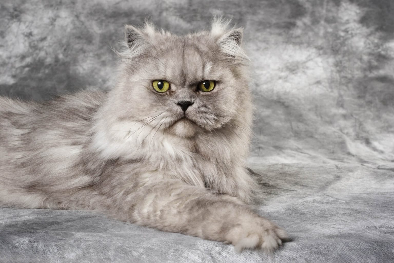En Güzel Farsça Kedi İsimleri Miyavliyo ️