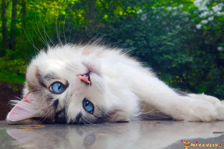 En Güzel Komik Kedi İsimleri Miyavliyo ️