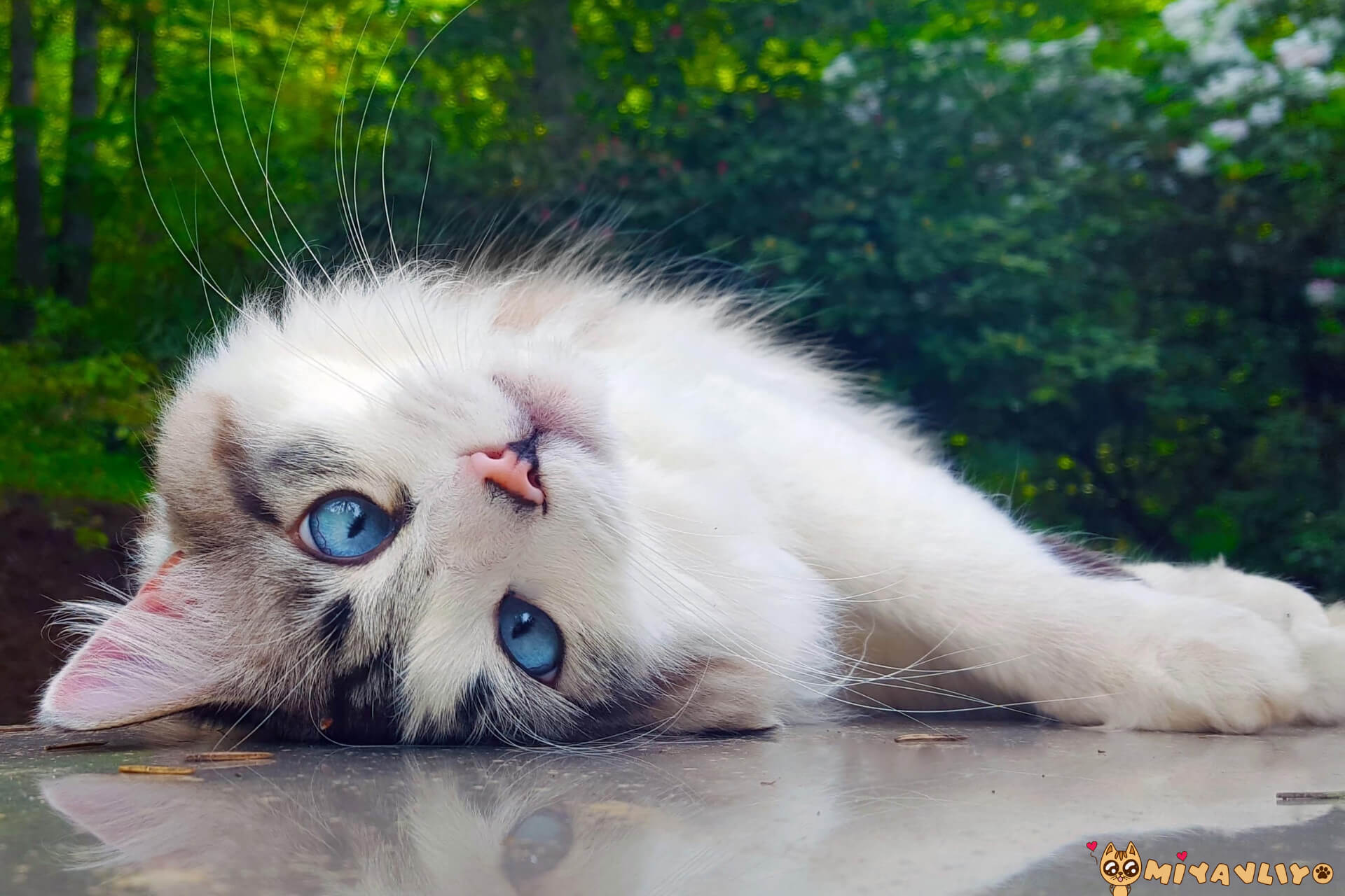 En Komik Kedi İsimleri ️ Miyavliyo