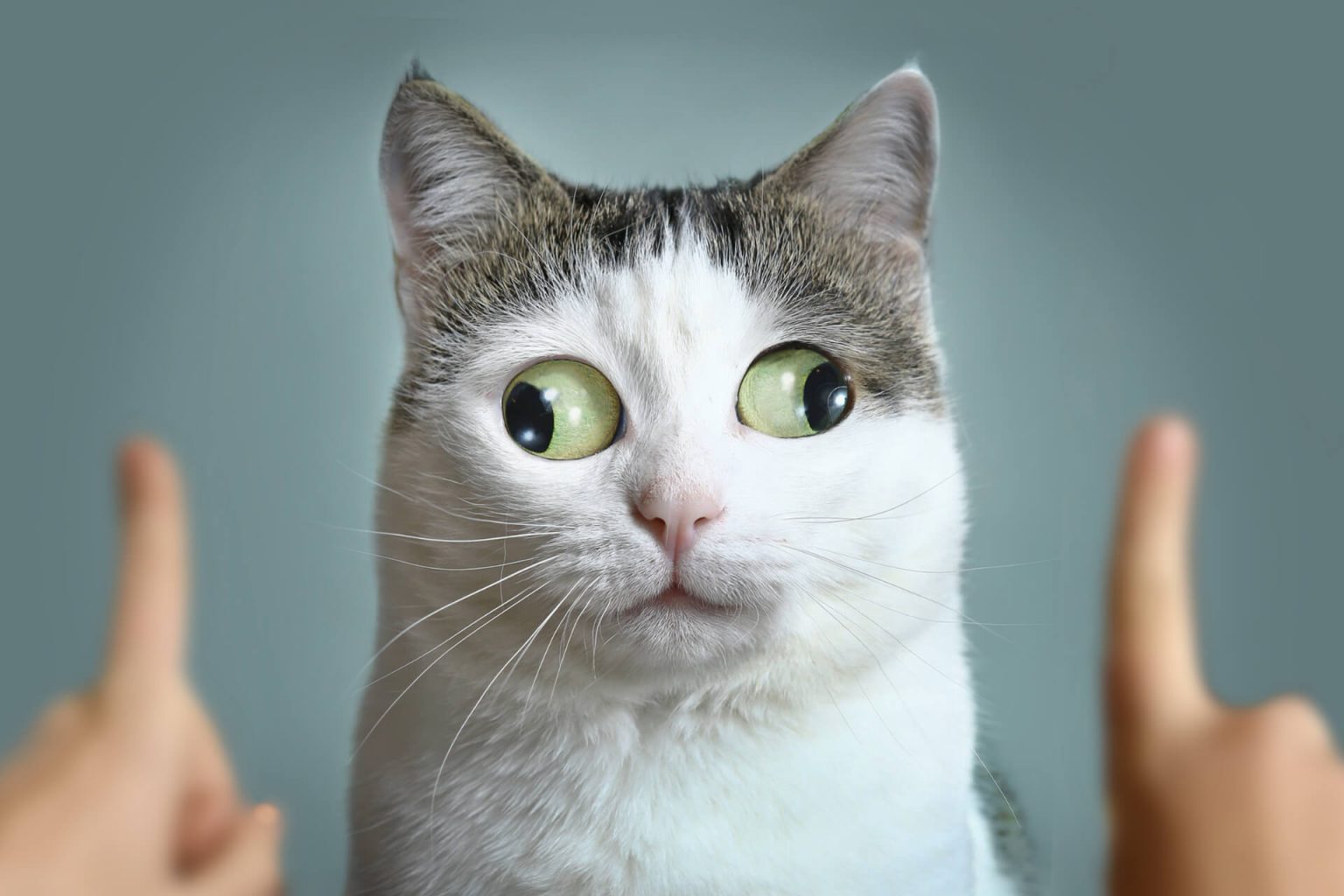 En Komik Kedi İsimleri ️ Miyavliyo