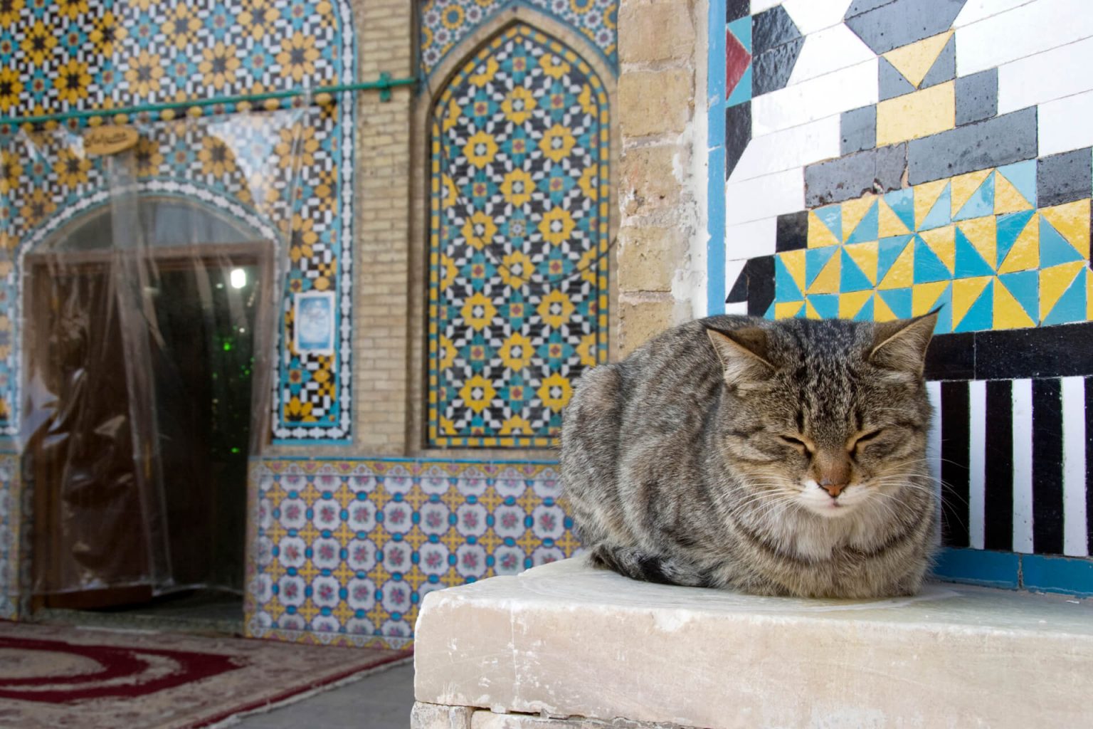 En Güzel Osmanlıca Kedi İsimleri Miyavliyo