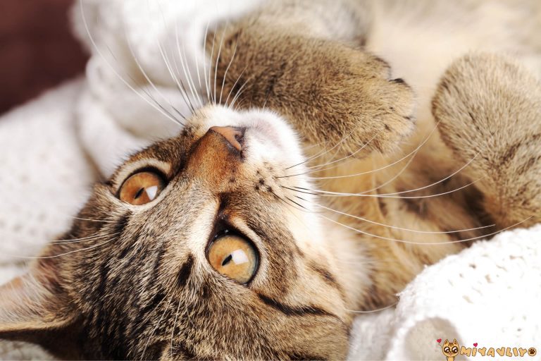 En Güzel Yabancı Kedi İsimleri Miyavliyo ️