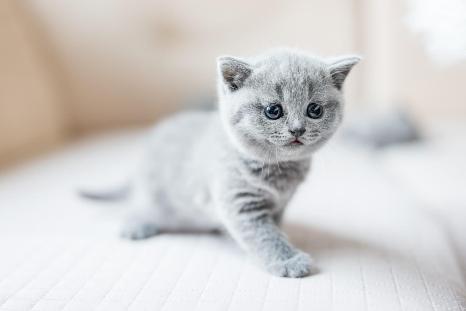 En Güzel Yabancı Kedi İsimleri Miyavliyo ️