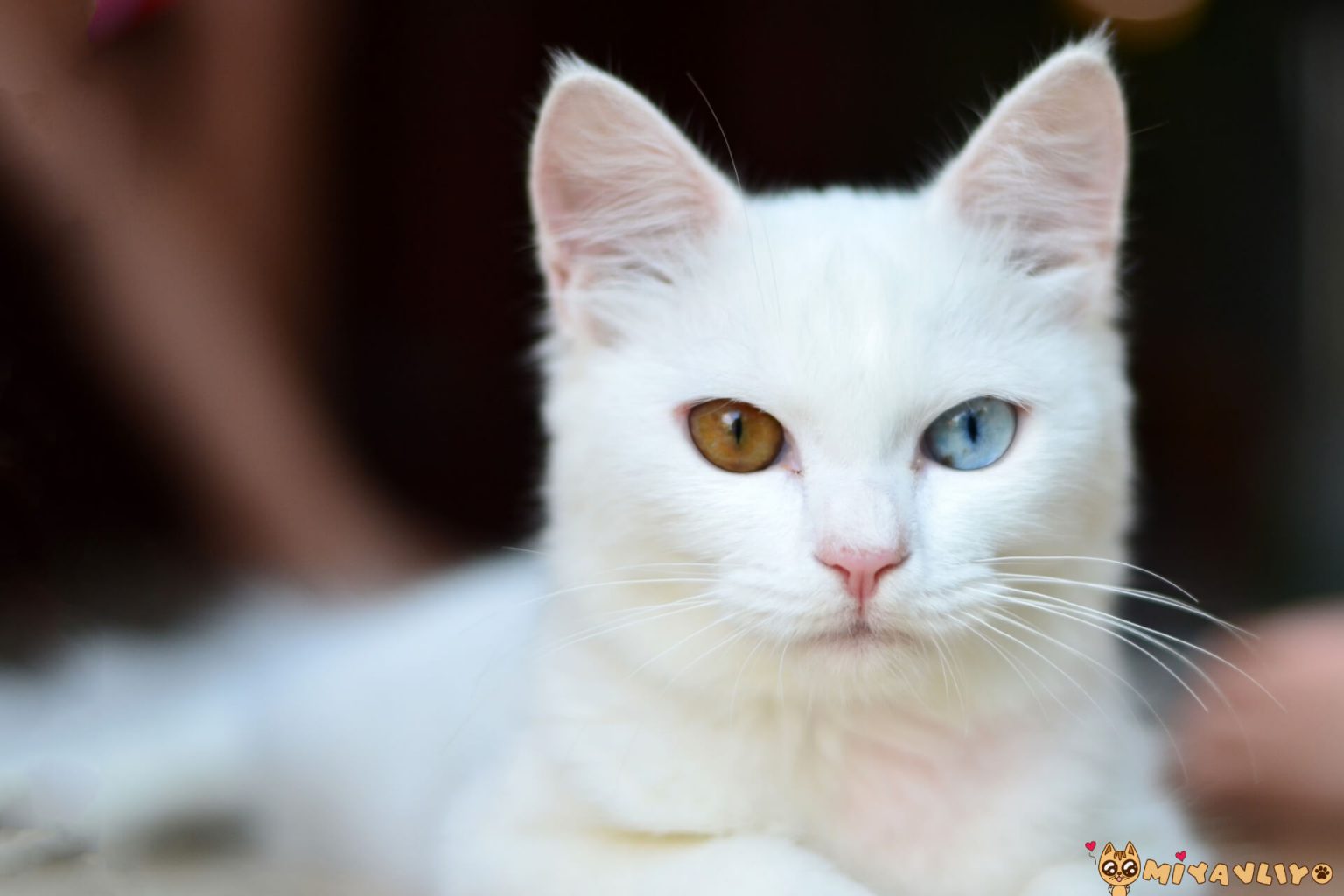 Beyaz Kedi isimleri Beyaz Erkek ve Dişi Kedi İsimleri Miyavliyo