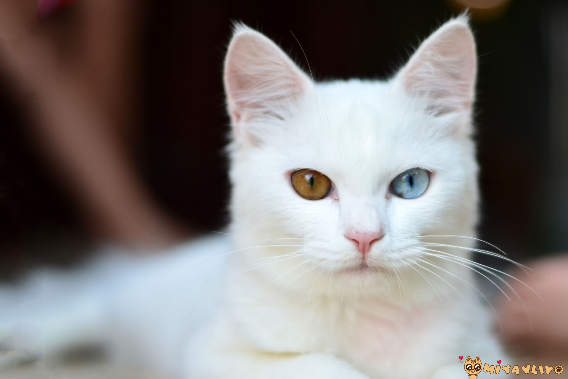 Beyaz Kedi Isimleri Beyaz Erkek Ve Disi Kedi Isimleri Miyavliyo