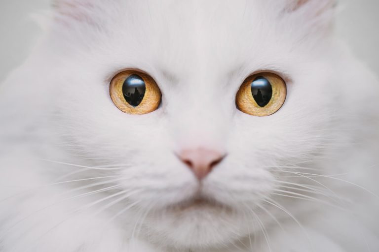 Beyaz Kedi isimleri Beyaz Erkek ve Dişi Kedi İsimleri Miyavliyo