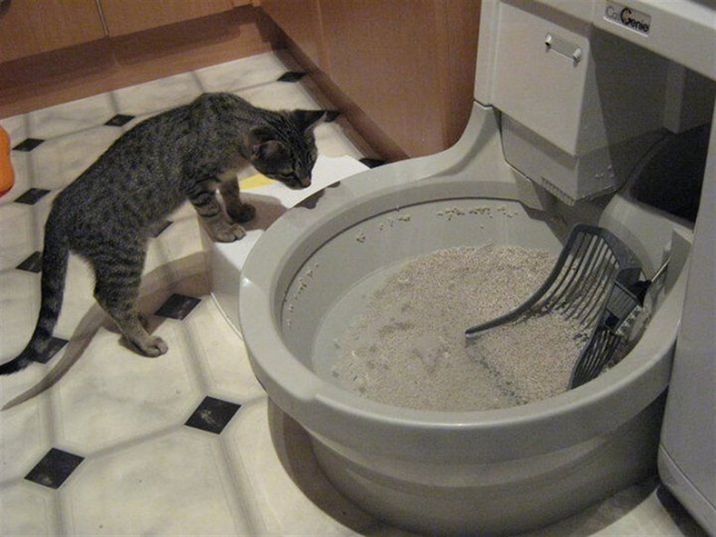 CatGenie Akıllı ve Otomatik Kedi Tuvaleti