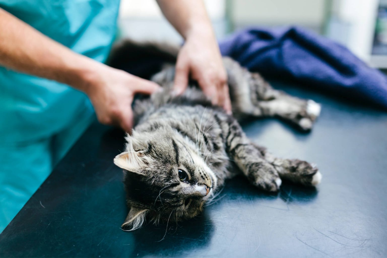 Erkek Kedi Kısırlaştırma Güncel Fiyatı [2021] ️ Miyavliyo