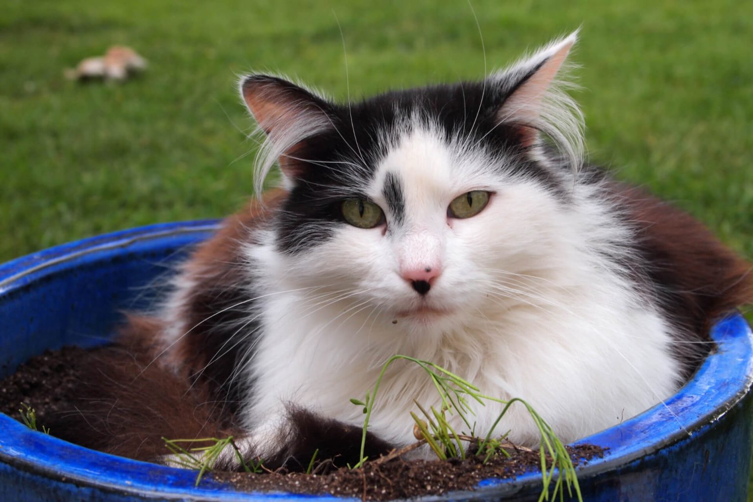 En Güzel Fransızca Kedi İsimleri Miyavliyo