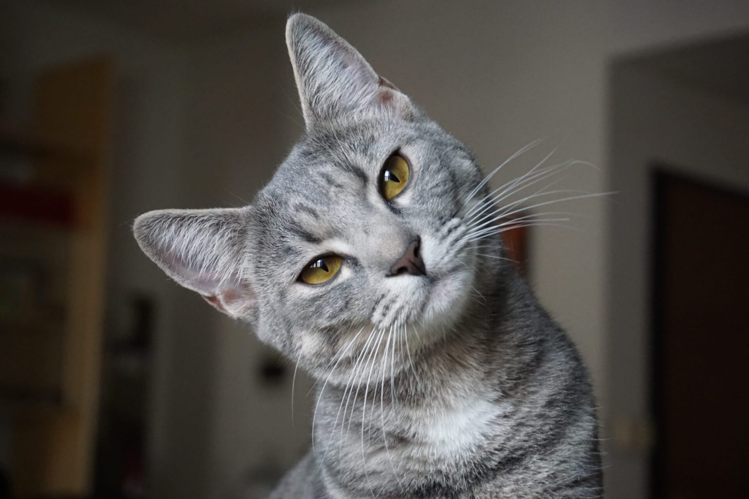 En Güzel Gri Kedi isimleri ️ Miyavliyo