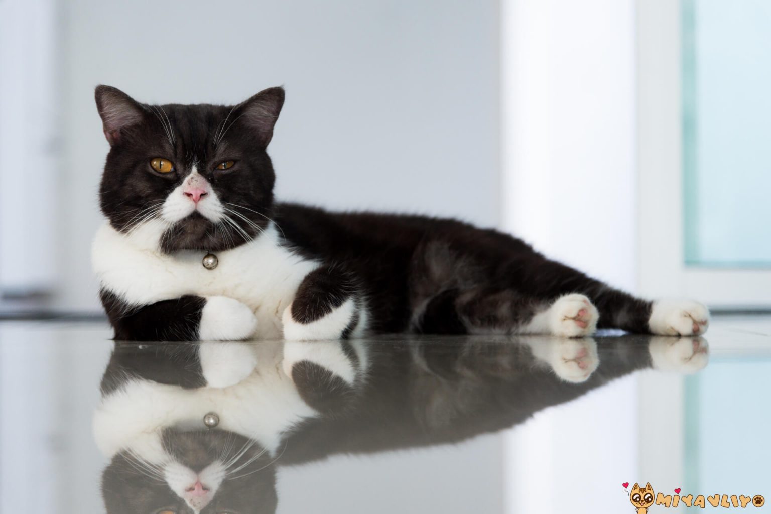 En Güzel İngilizce Kedi İsimleri ️ Miyavliyo