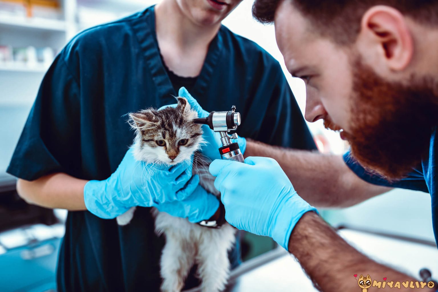Kedi Sağlık Karnesi Nasıl Alınır? Güncel Ücreti [2021] ️ Miyavliyo