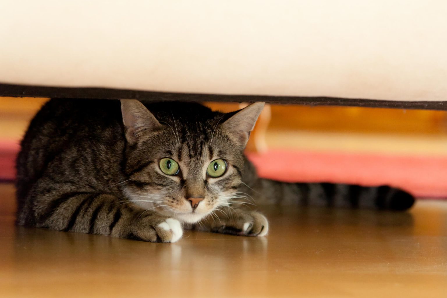 Kedi Sahiplerinin Deprem İçin Alması Gereken 10 Tedbir ️ Miyavliyo