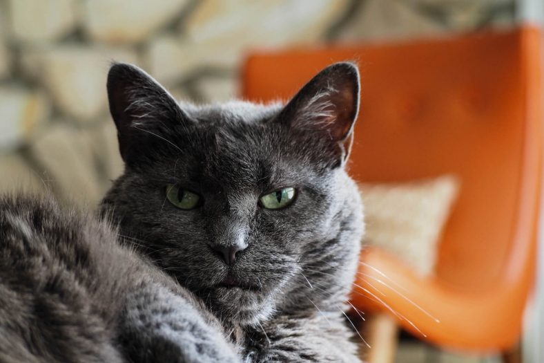 En Güzel Modern Kedi İsimleri ️ Miyavliyo