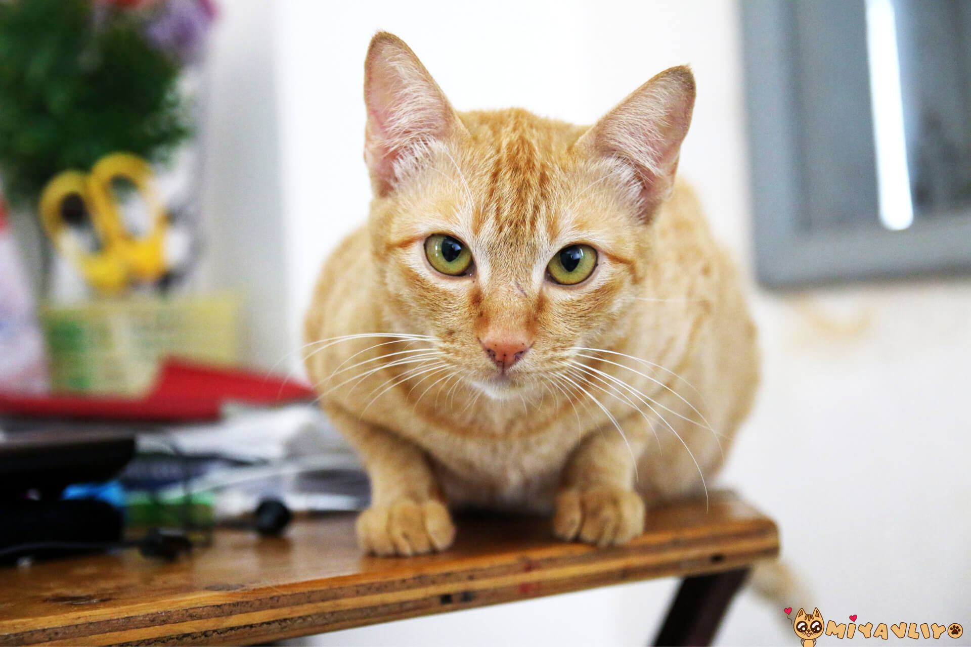 En Güzel Sarı (Sarman/Turuncu) Kedi İsimleri Miyavliyo