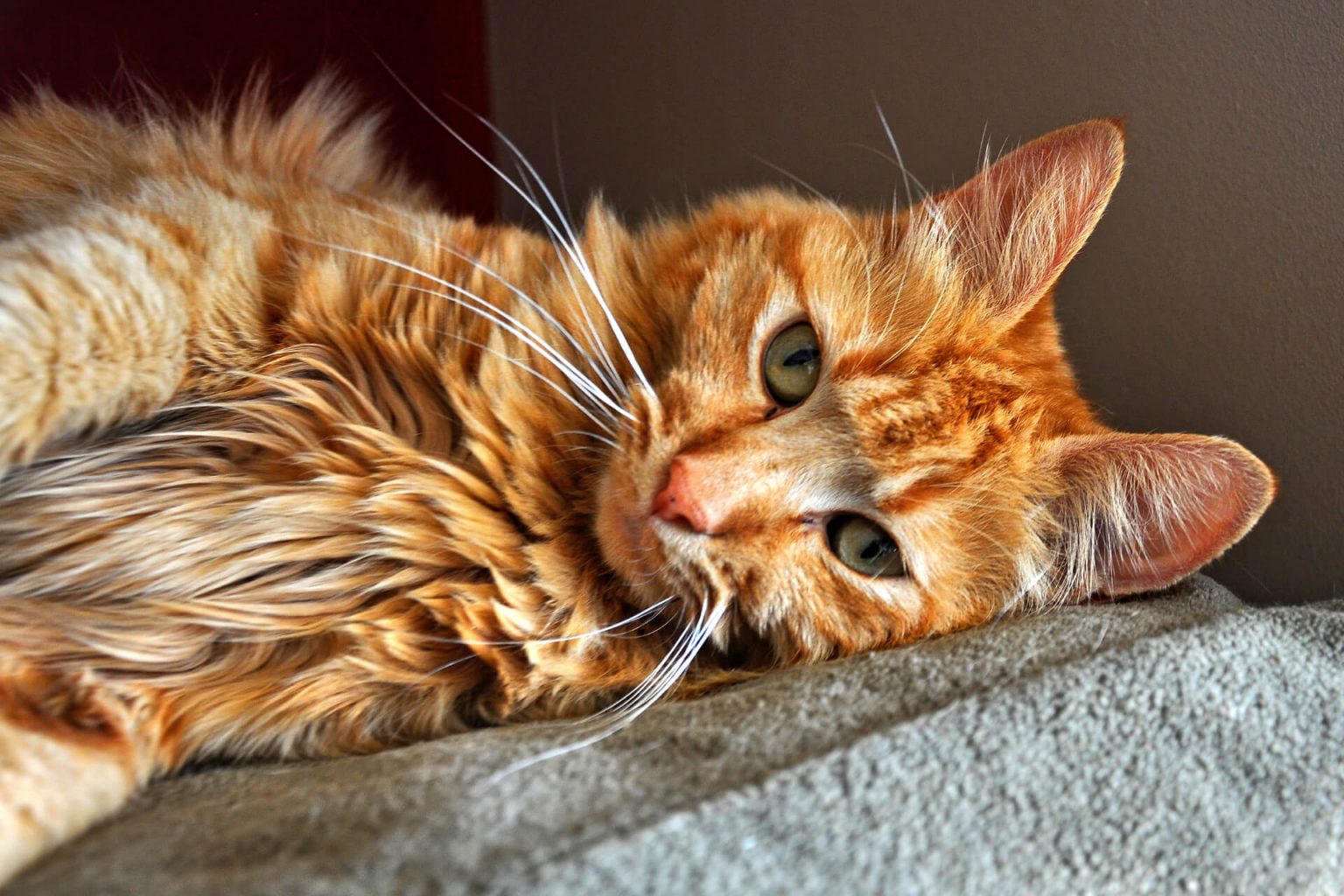 En Güzel Sarı (Sarman/Turuncu) Kedi İsimleri Miyavliyo