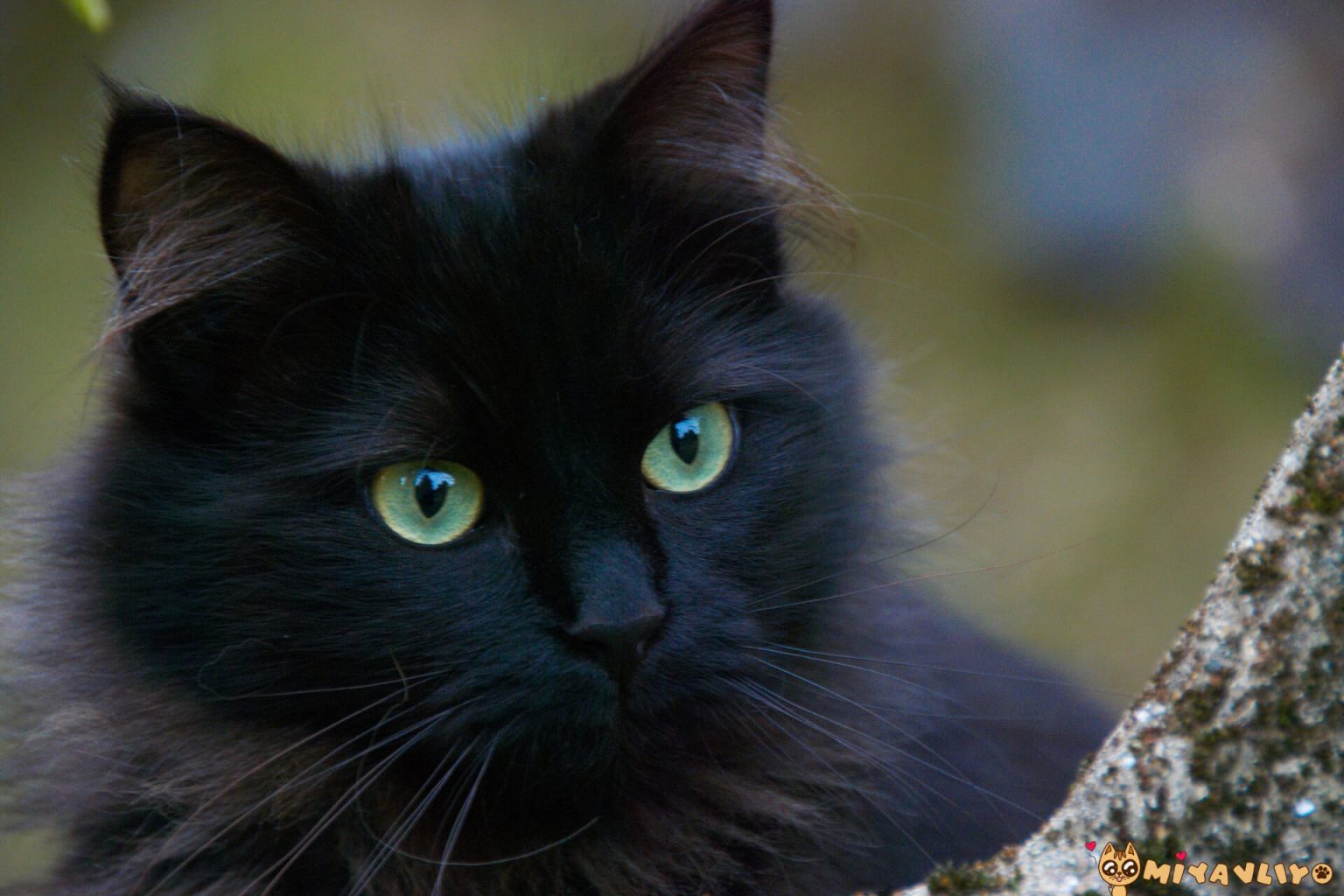 En Güzel Siyah (Kara) Kedi İsimleri Miyavliyo ️