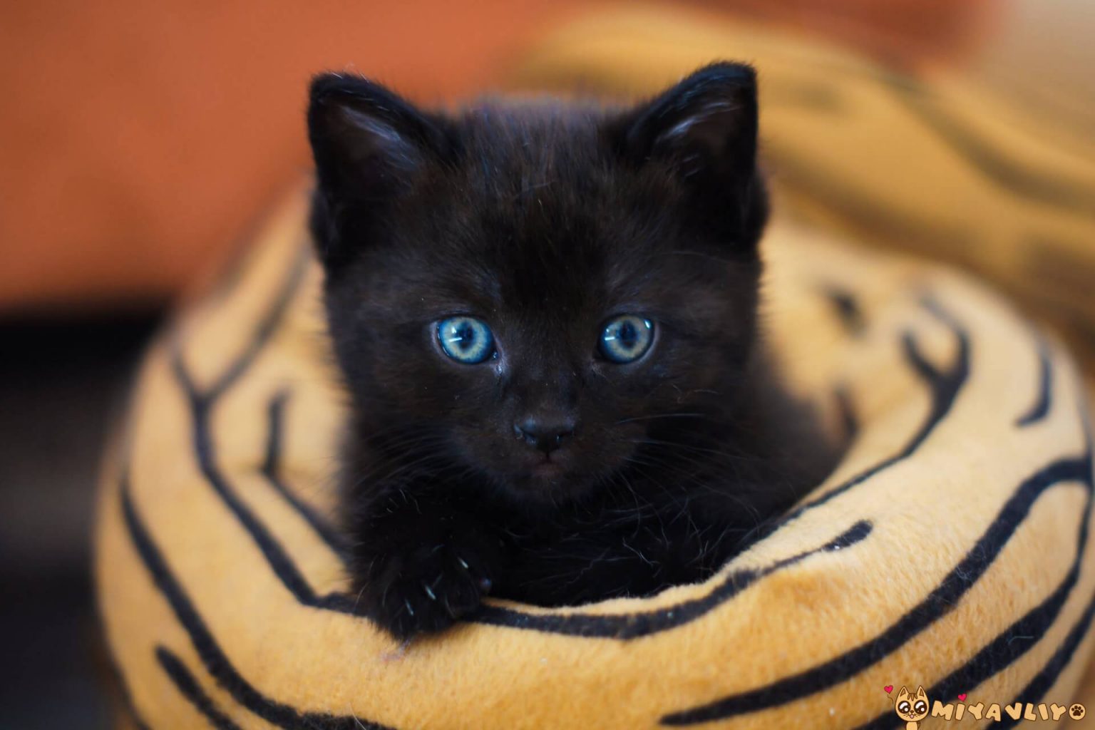 En Güzel Siyah (Kara) Kedi İsimleri Miyavliyo ️