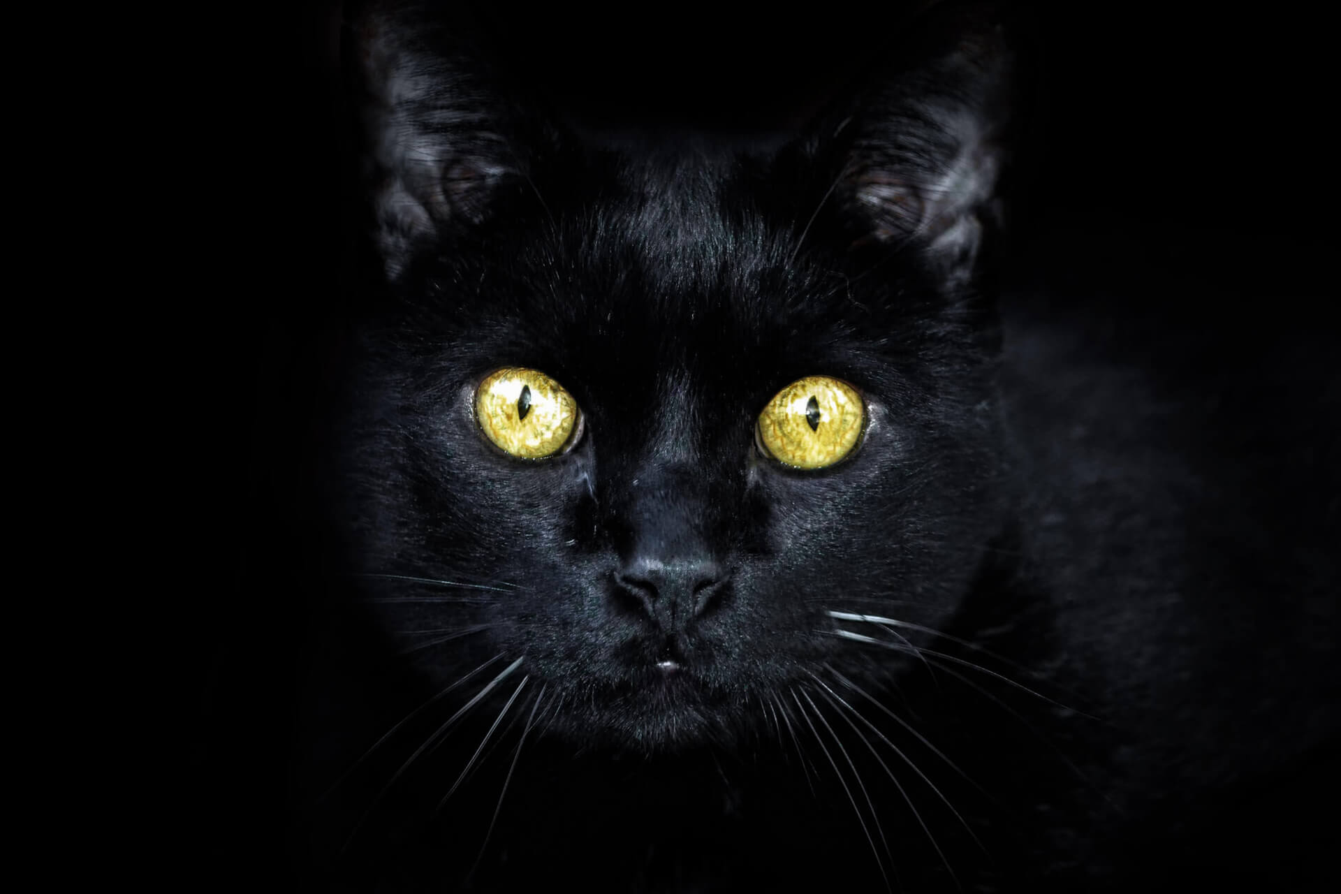 En Guzel Siyah Kara Kedi Isimleri Miyavliyo