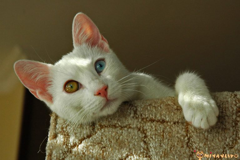 En Güzel Türkçe (Yerli) Kedi İsimleri ️ Miyavliyo