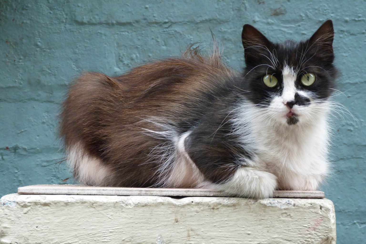 En Güzel Türkçe (Yerli) Kedi İsimleri ️ Miyavliyo