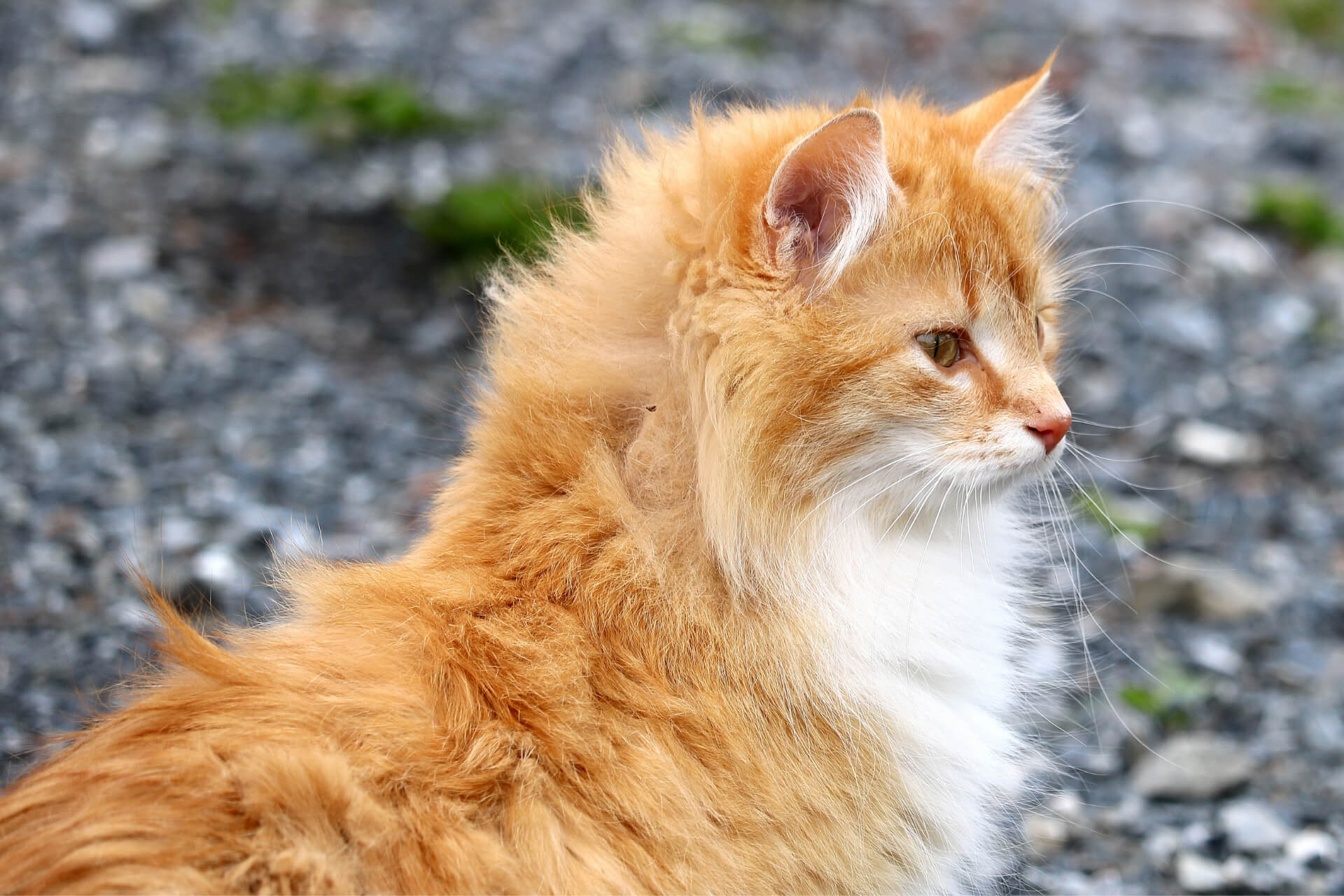 Ünlülerin Kedi İsimleri ️ Miyavliyo