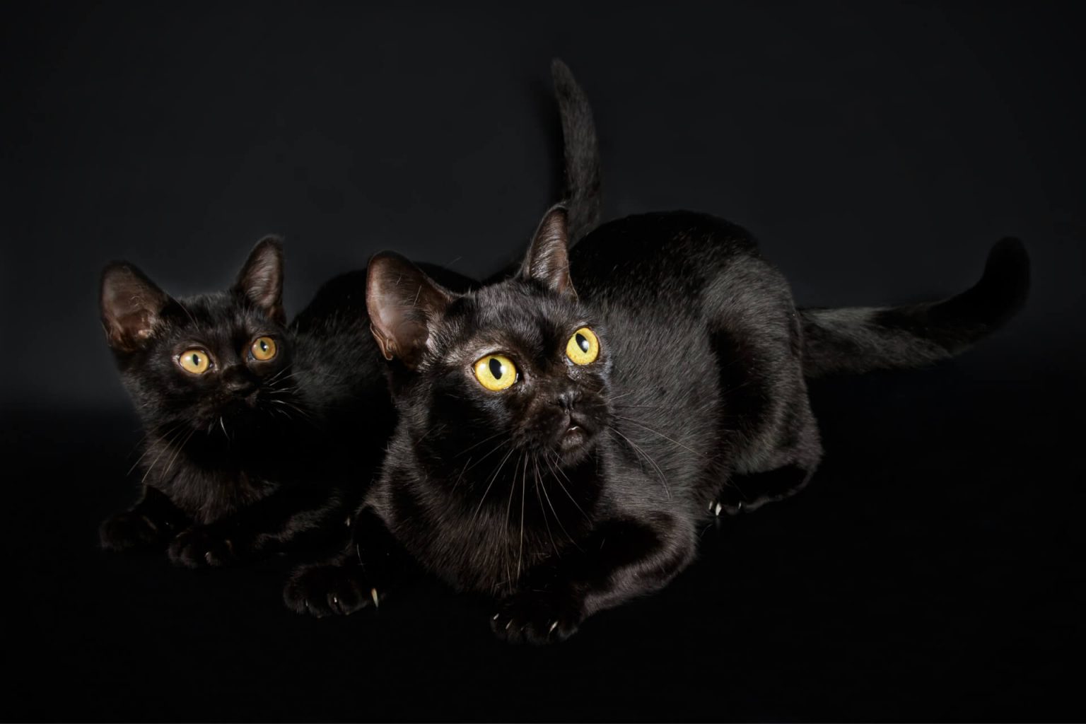 Bombay Kedisi Dikkat Kara Kedi! Miyavliyo