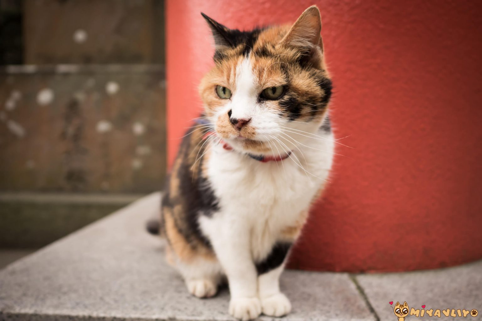 En Güzel Japonca Kedi İsimleri Miyavliyo ️