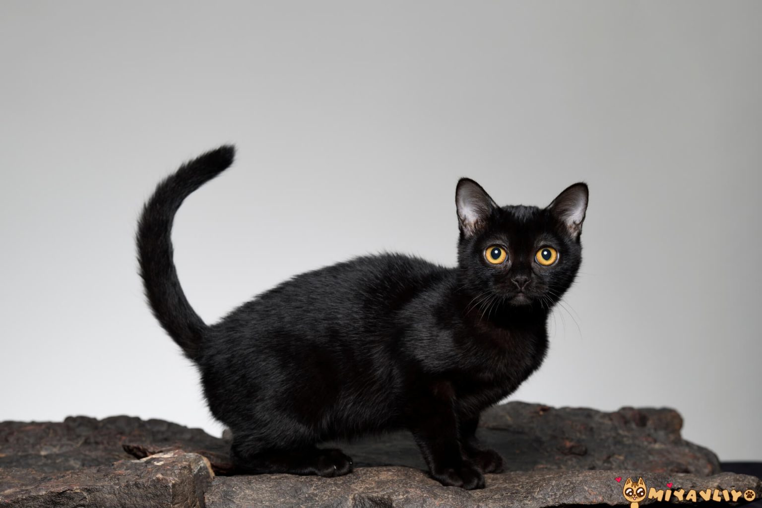 Bombay Kedisi Dikkat Kara Kedi! Miyavliyo