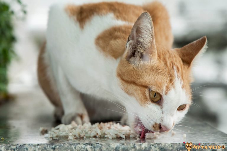 Kediler Pilav Yer mi? Kedi Beslenmesinde Pilavın Yeri Miyavliyo ️