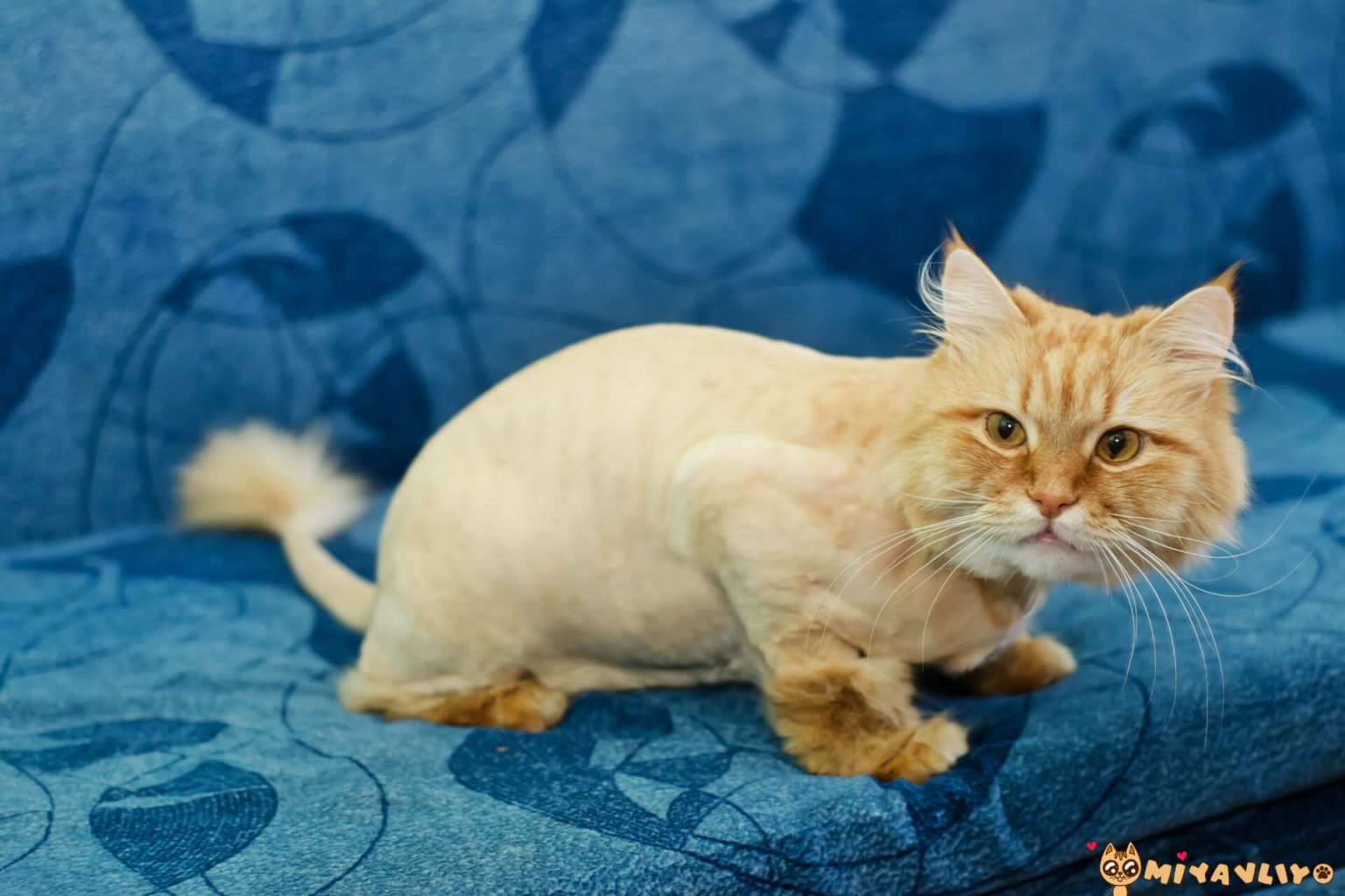 Kedi Traş Olduktan Sonra Narkozun Etkisi Ne Kadar Sürer? ️ Miyavliyo