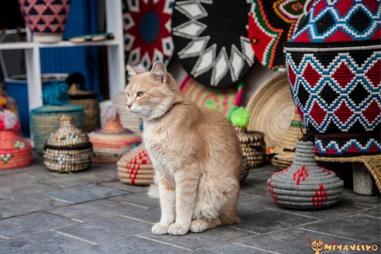 En Güzel Kürtçe Kedi İsimleri ️ Miyavliyo
