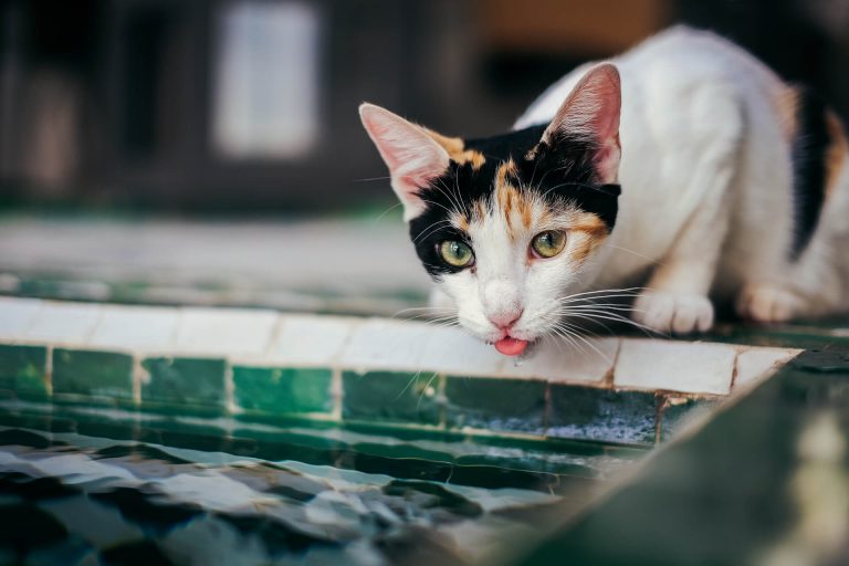 En Güzel Kürtçe Kedi İsimleri ️ Miyavliyo