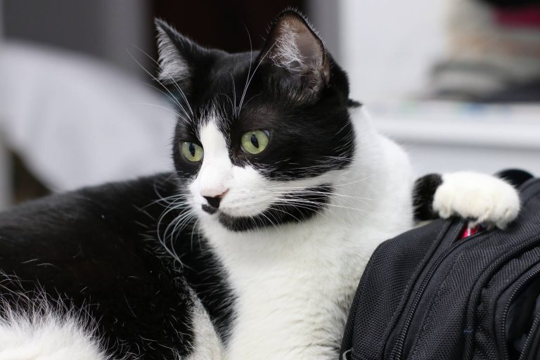En Güzel Siyah &amp; Beyaz (Smokin) Kedi İsimleri Miyavliyo ️