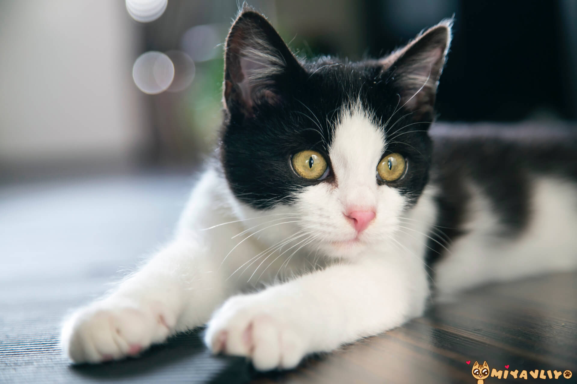 En Guzel Siyah Beyaz Smokin Kedi Isimleri Miyavliyo