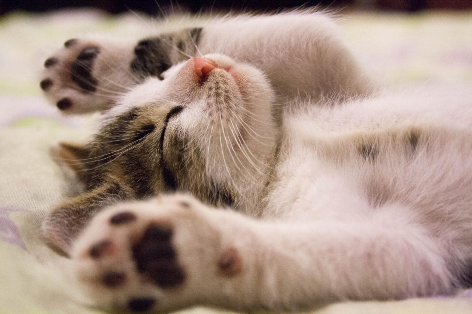 En Güzel Unisex Kedi İsimleri Miyavliyo ️
